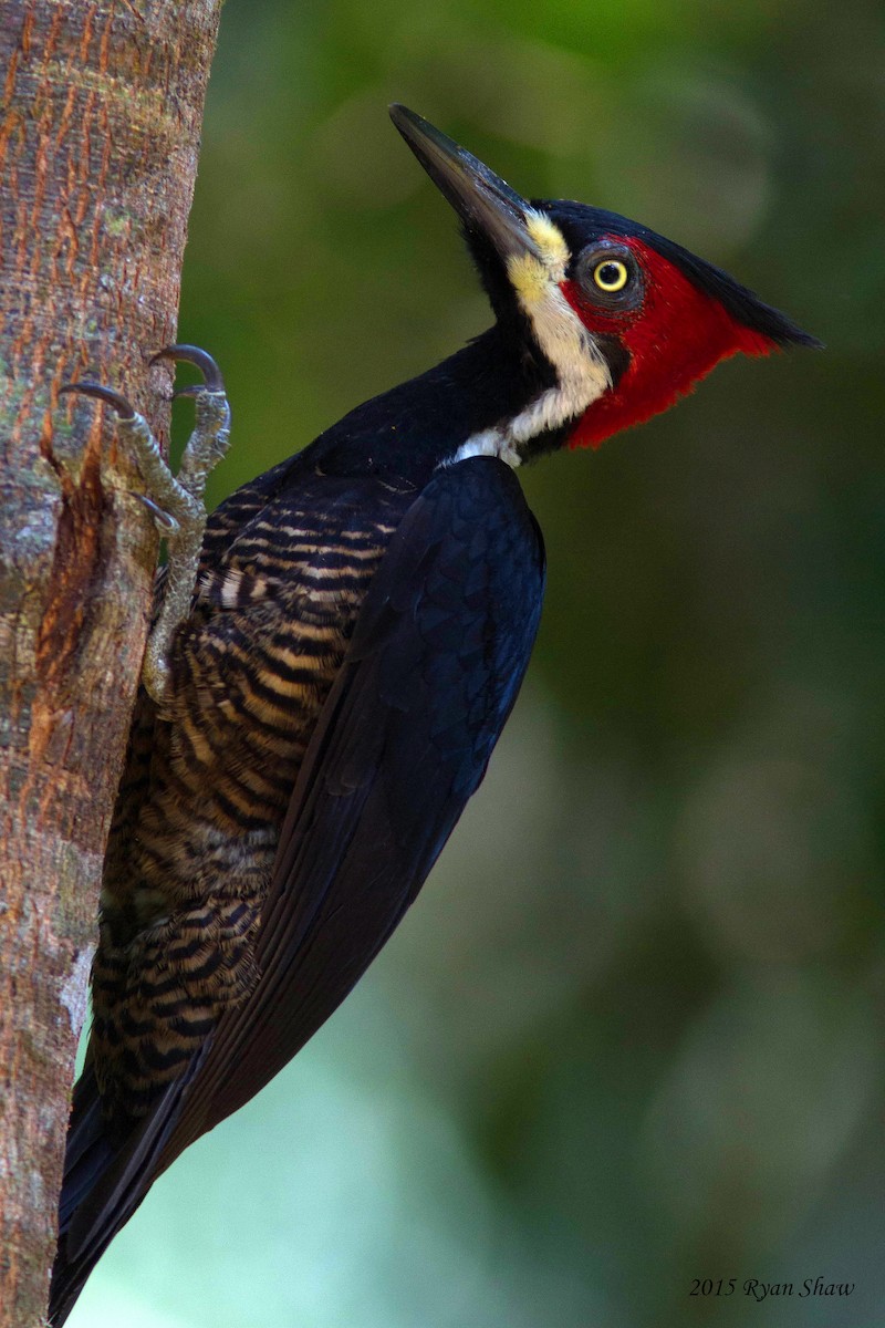 Crimson-crested Woodpecker - Ryan Shaw