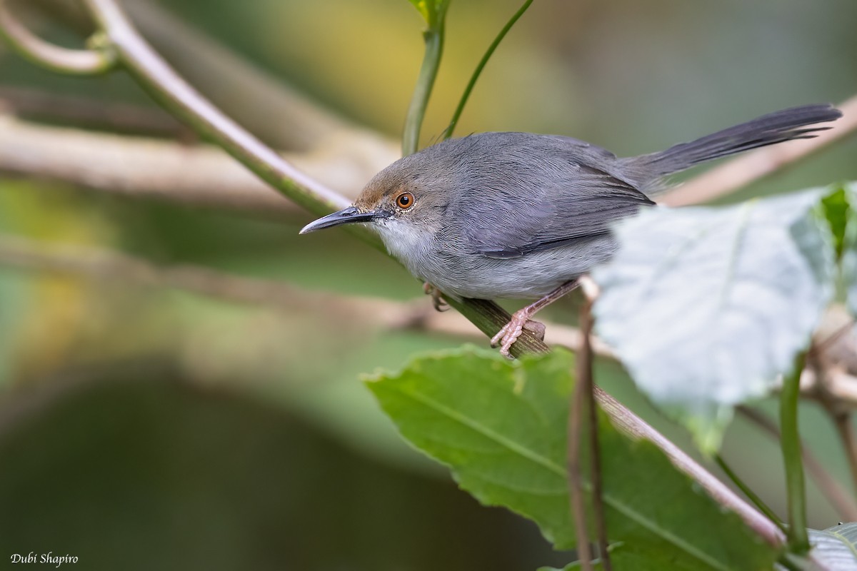 Long-billed Tailorbird (Long-billed) - Dubi Shapiro