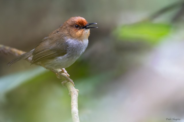 Probable Definitive Basic African Tailorbird (subspecies<em> metopias</em>). - African Tailorbird - 