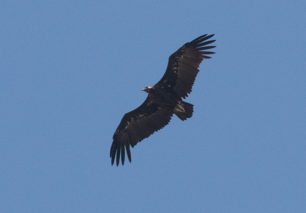 Cinereous Vulture - ML375147611