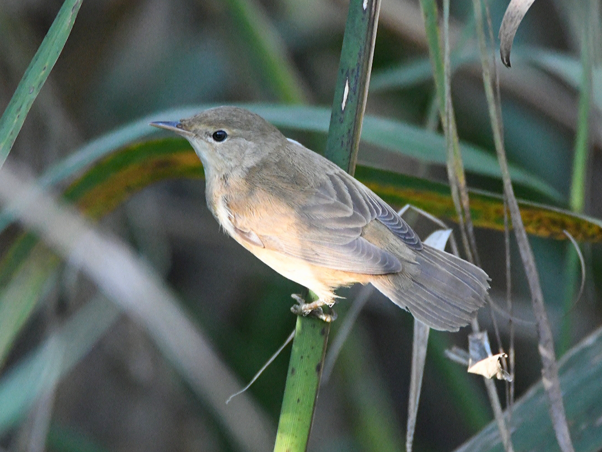 Common Reed Warbler - ML375155361