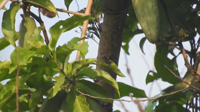 Large-billed Leaf Warbler - ML375156091