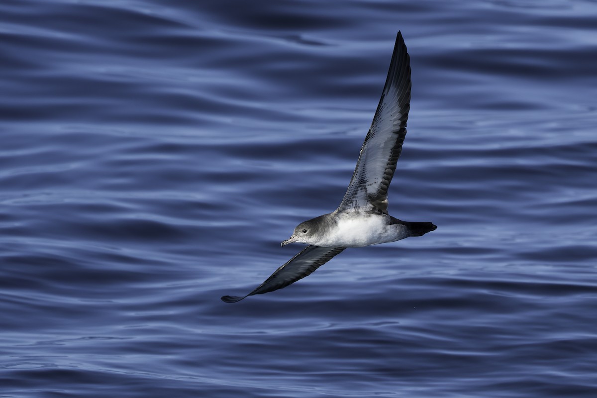 Pink-footed Shearwater - ML375157491