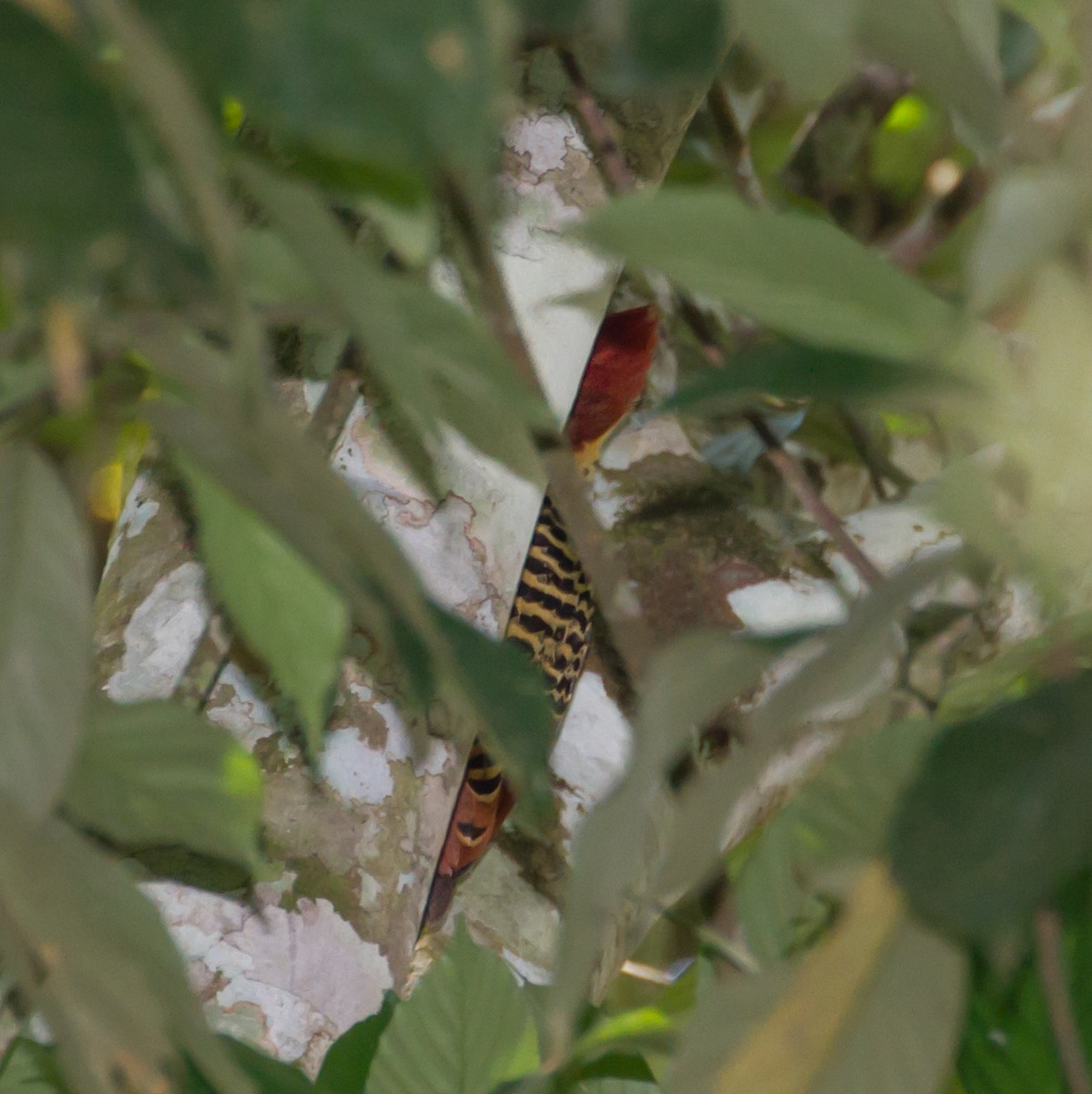 Rufous-headed Woodpecker - Cullen Hanks