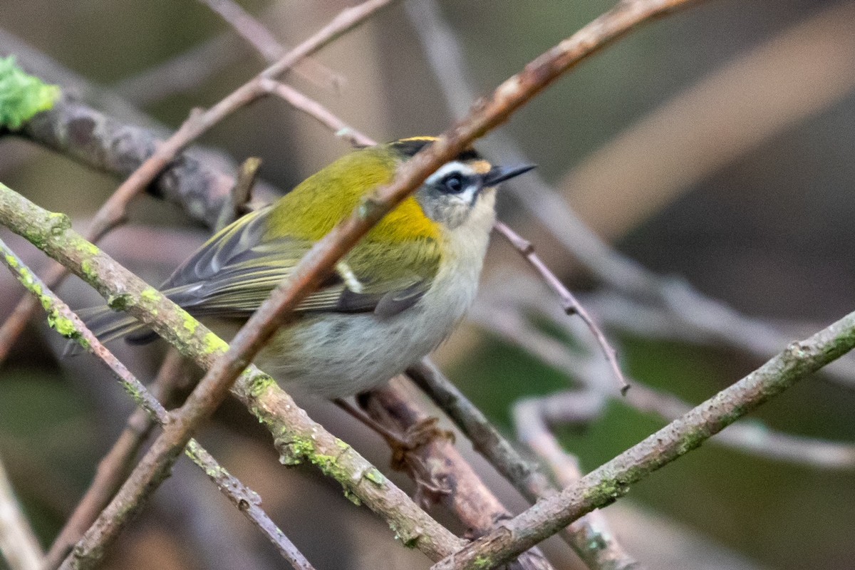 Common Firecrest - Maple Lodge Conservation Society