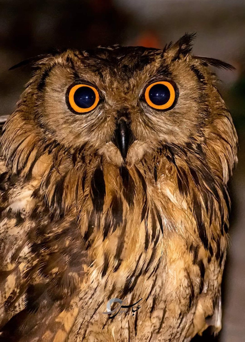 Rock Eagle-Owl - Abbas Rizvi