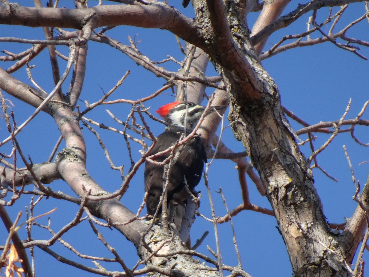 Pileated Woodpecker - ML375190451