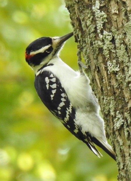 Hairy Woodpecker - Bruce Hoover