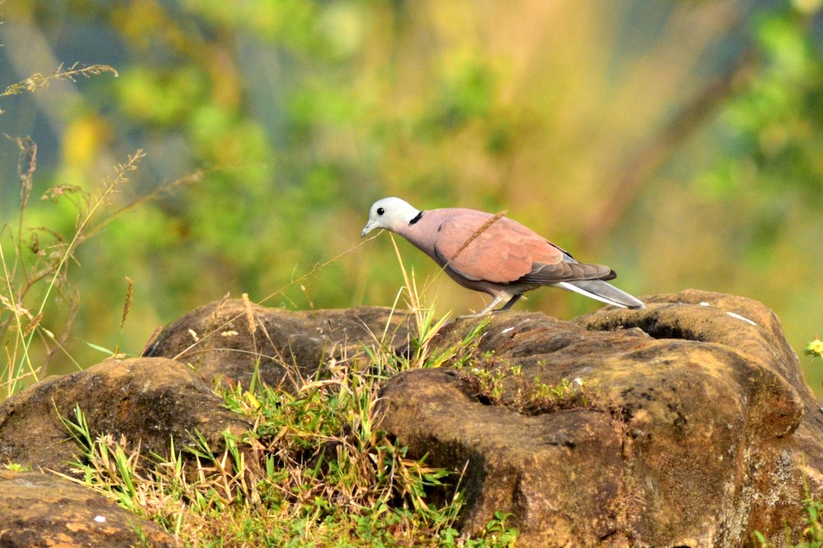 Red Collared-Dove - ML375197861