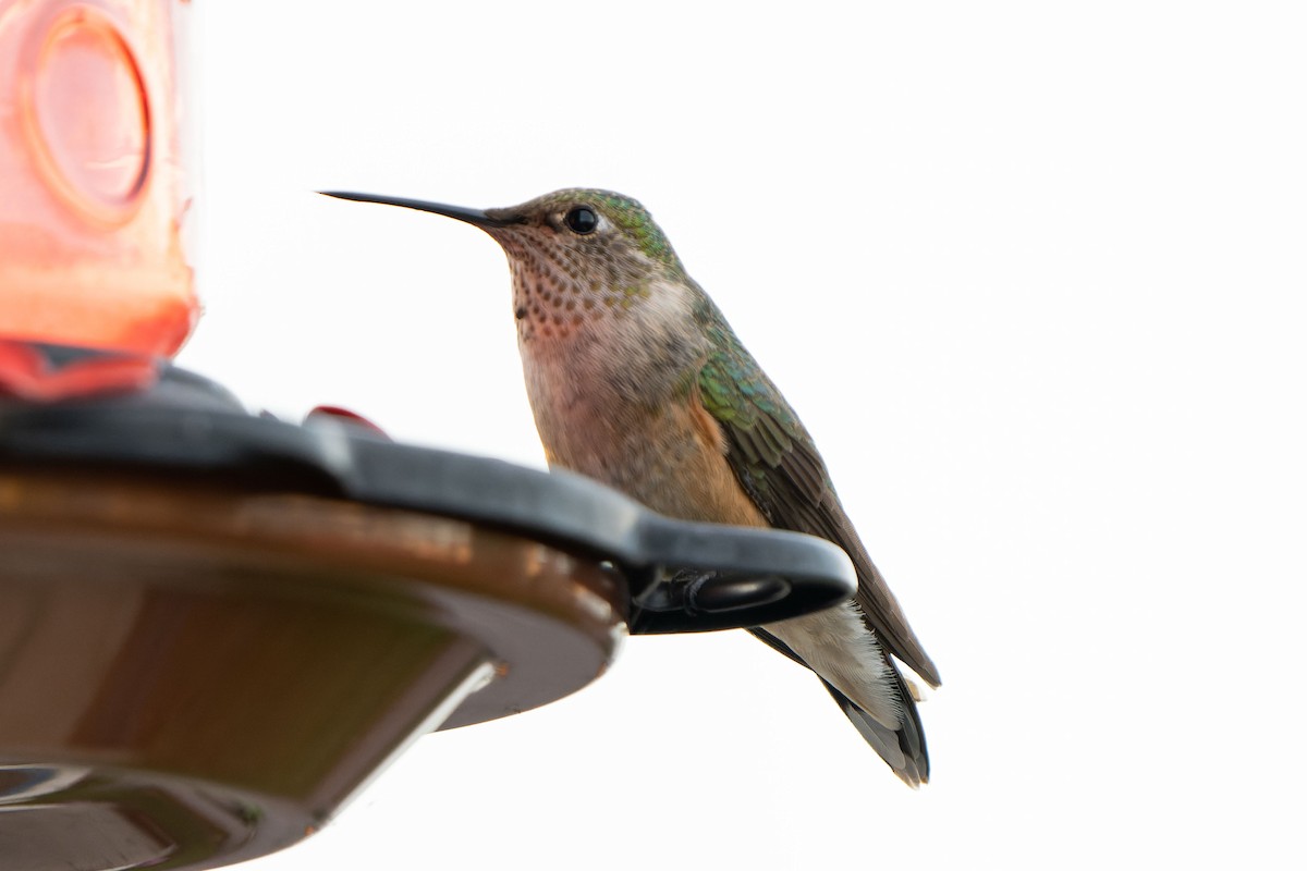 Broad-tailed Hummingbird - Andrew Newmark