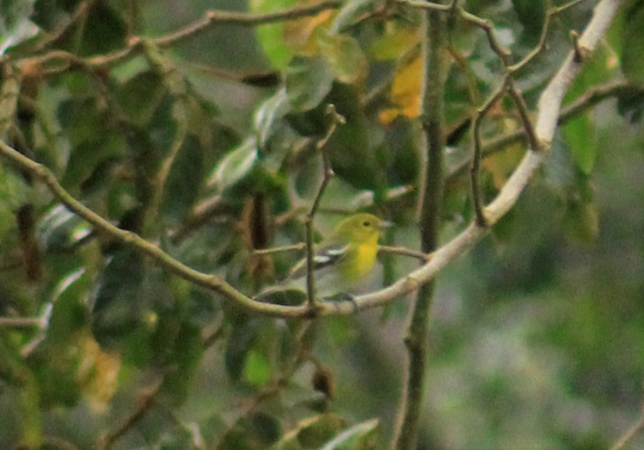 Yellow-throated Vireo - Efraín Quiel