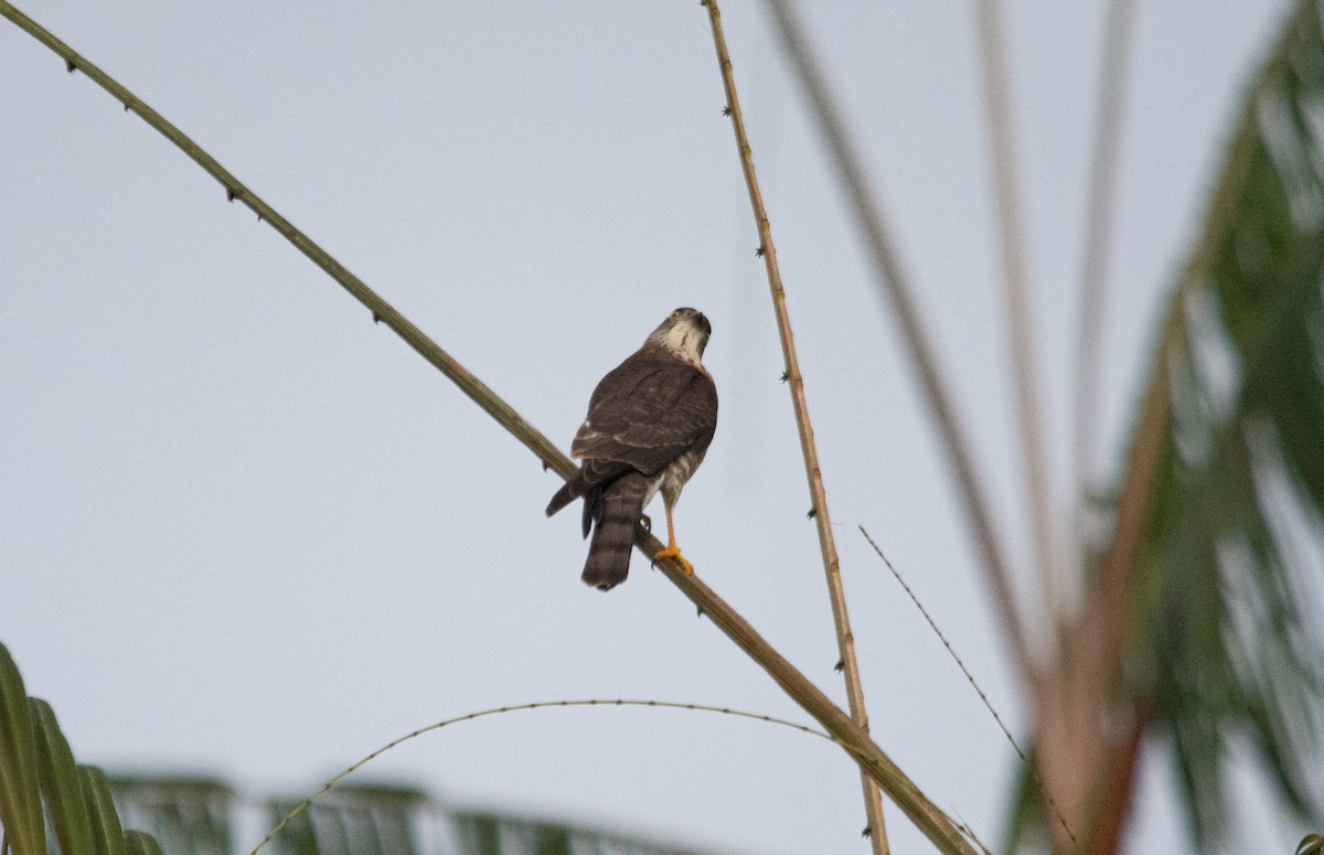 Chinese Sparrowhawk - Anonymous