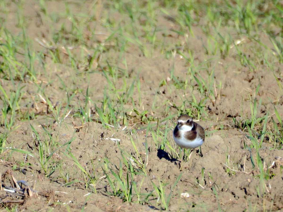 Common Ringed Plover - ML37521781