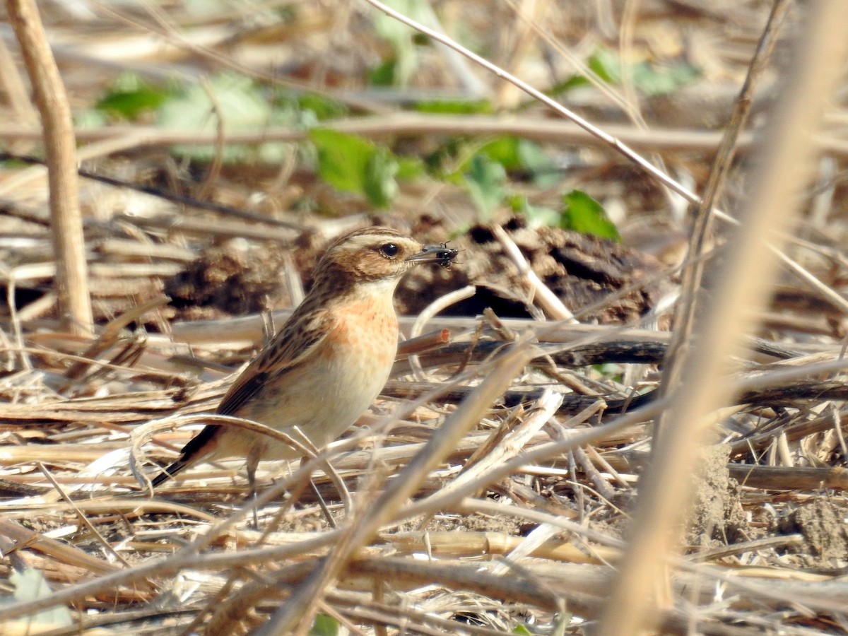 Whinchat - ML37521801