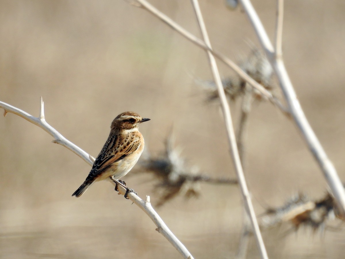 Whinchat - ML37521821