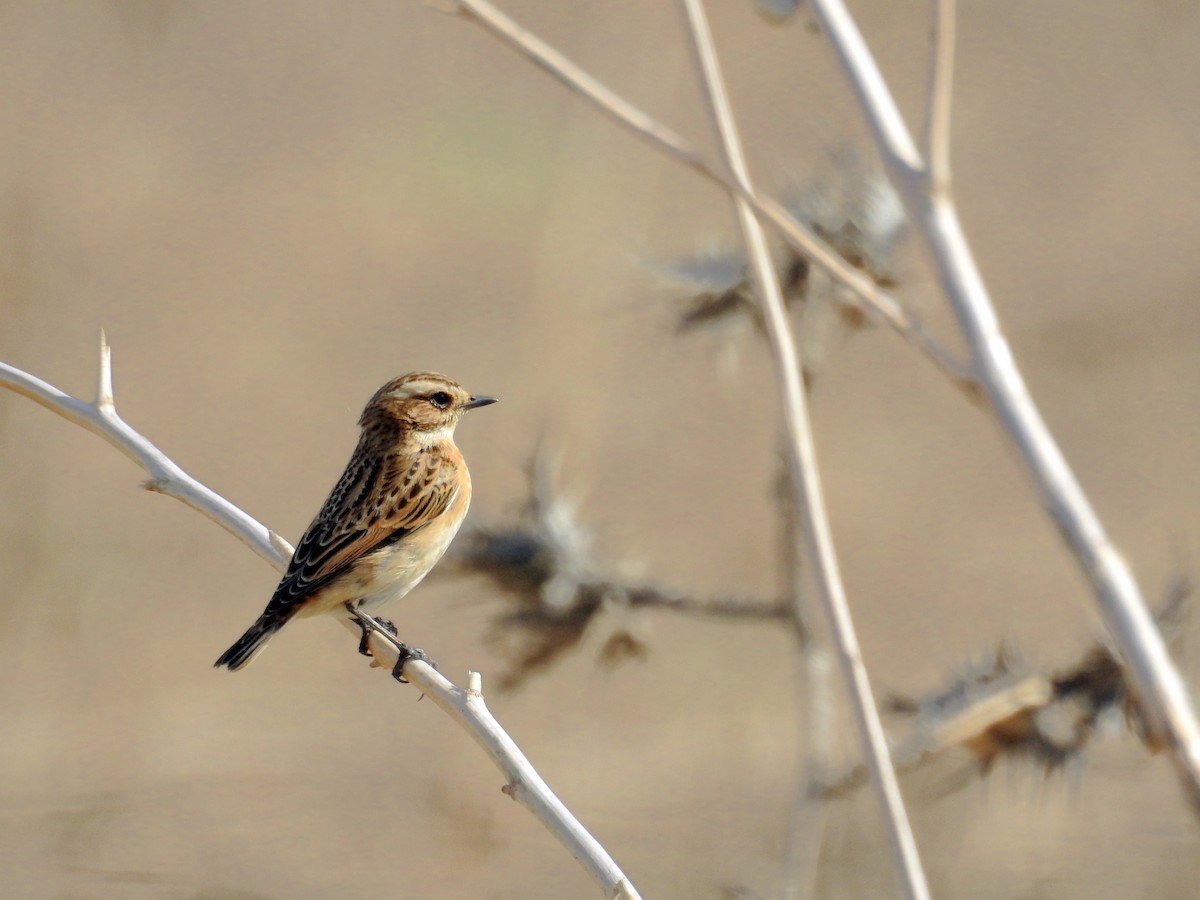 Whinchat - ML37521831