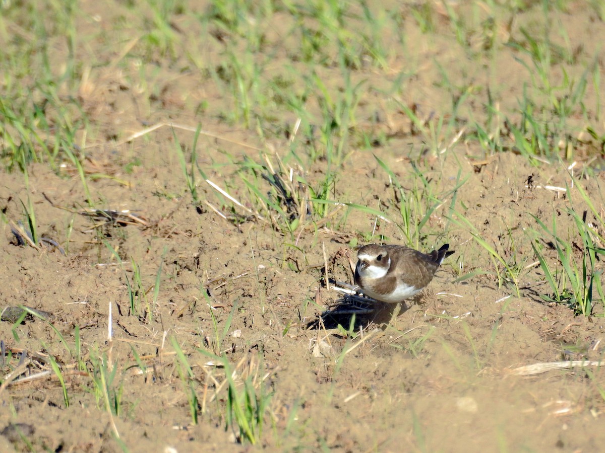 Common Ringed Plover - ML37521841