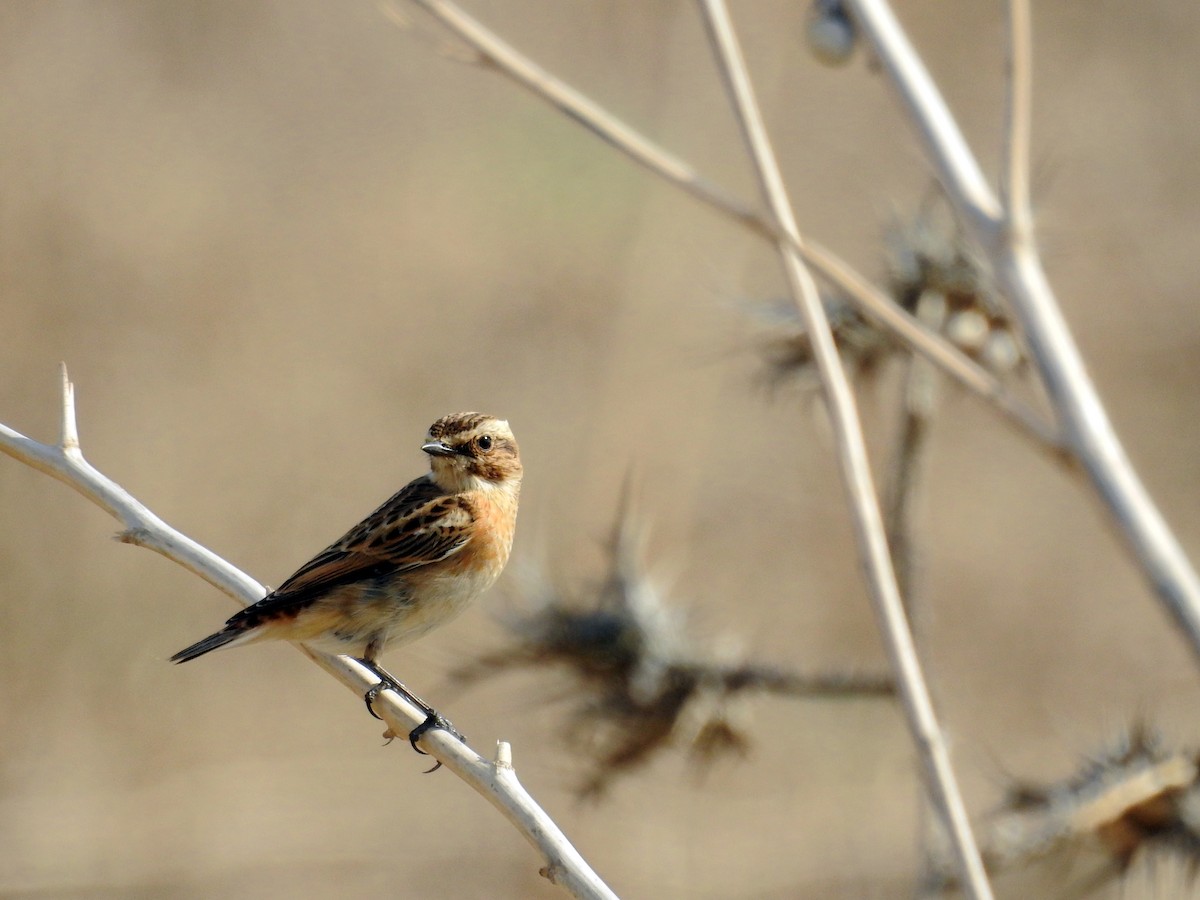 Whinchat - ML37521861