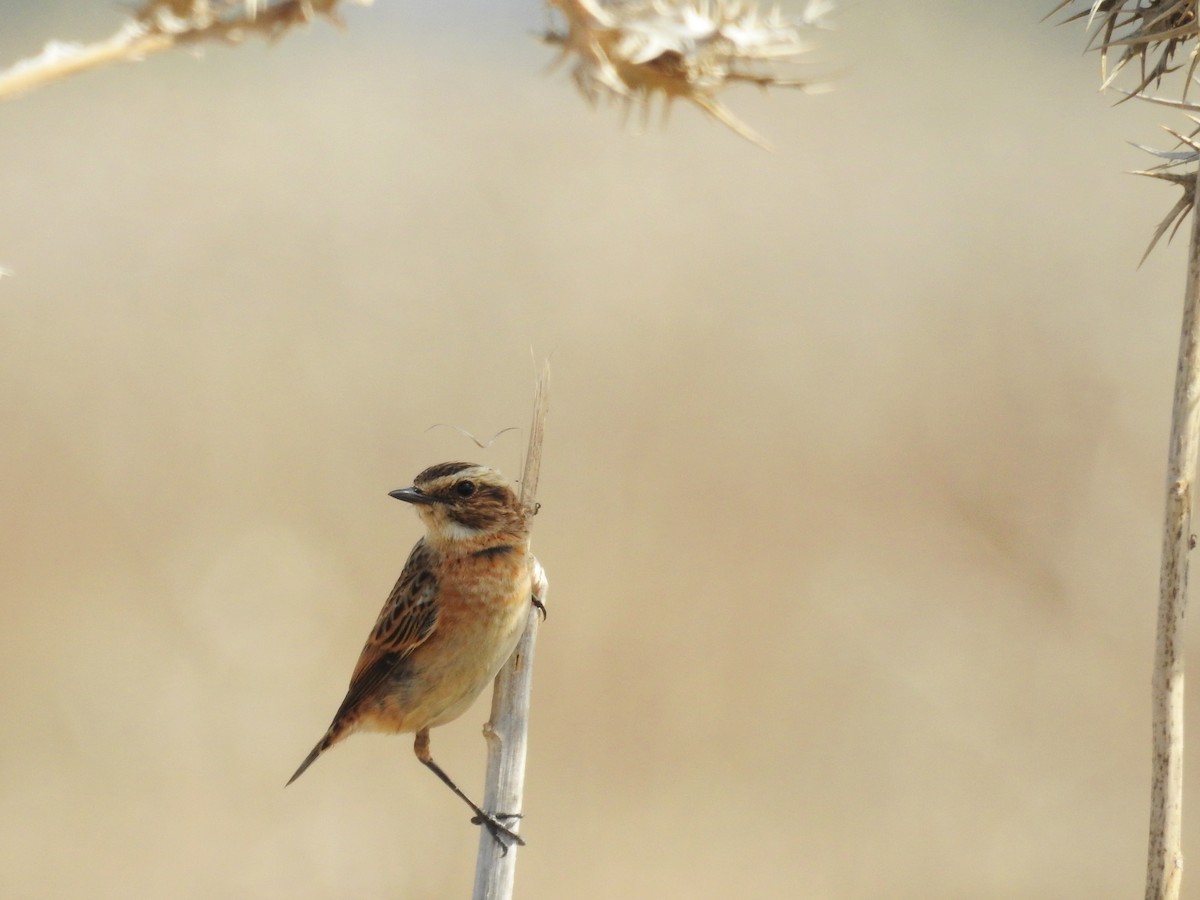 Whinchat - ML37521871