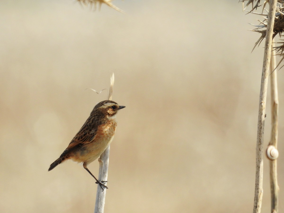 Whinchat - ML37521881