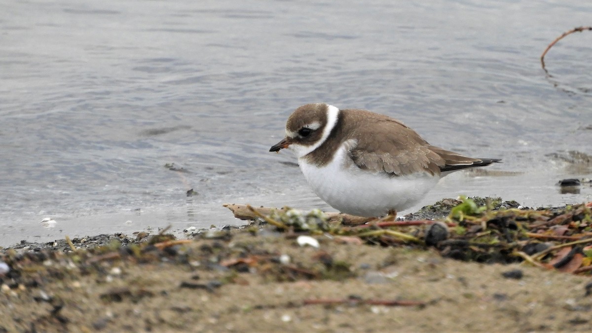 Common Ringed Plover - ML375225071