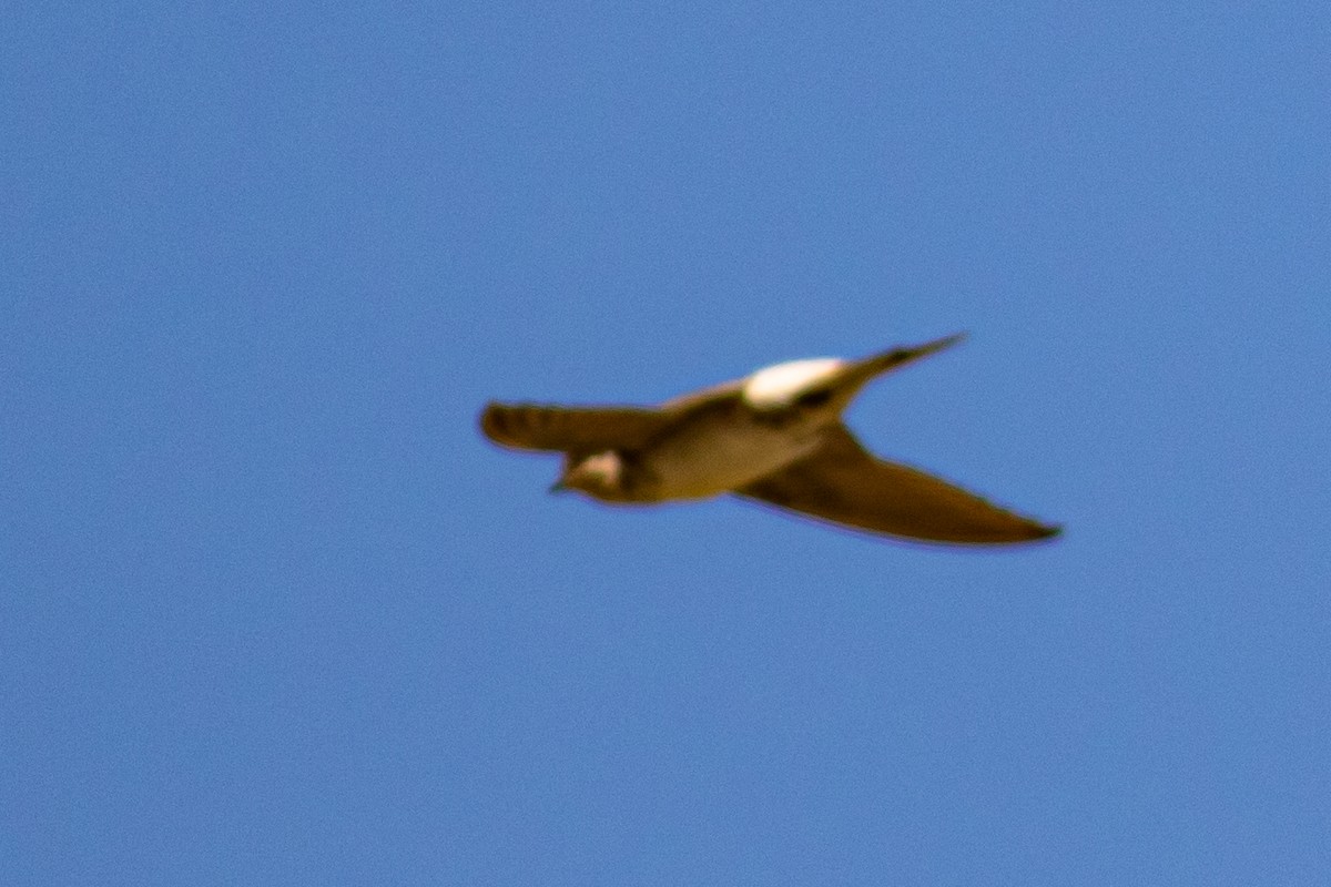 Red-rumped Swallow - ML375236951
