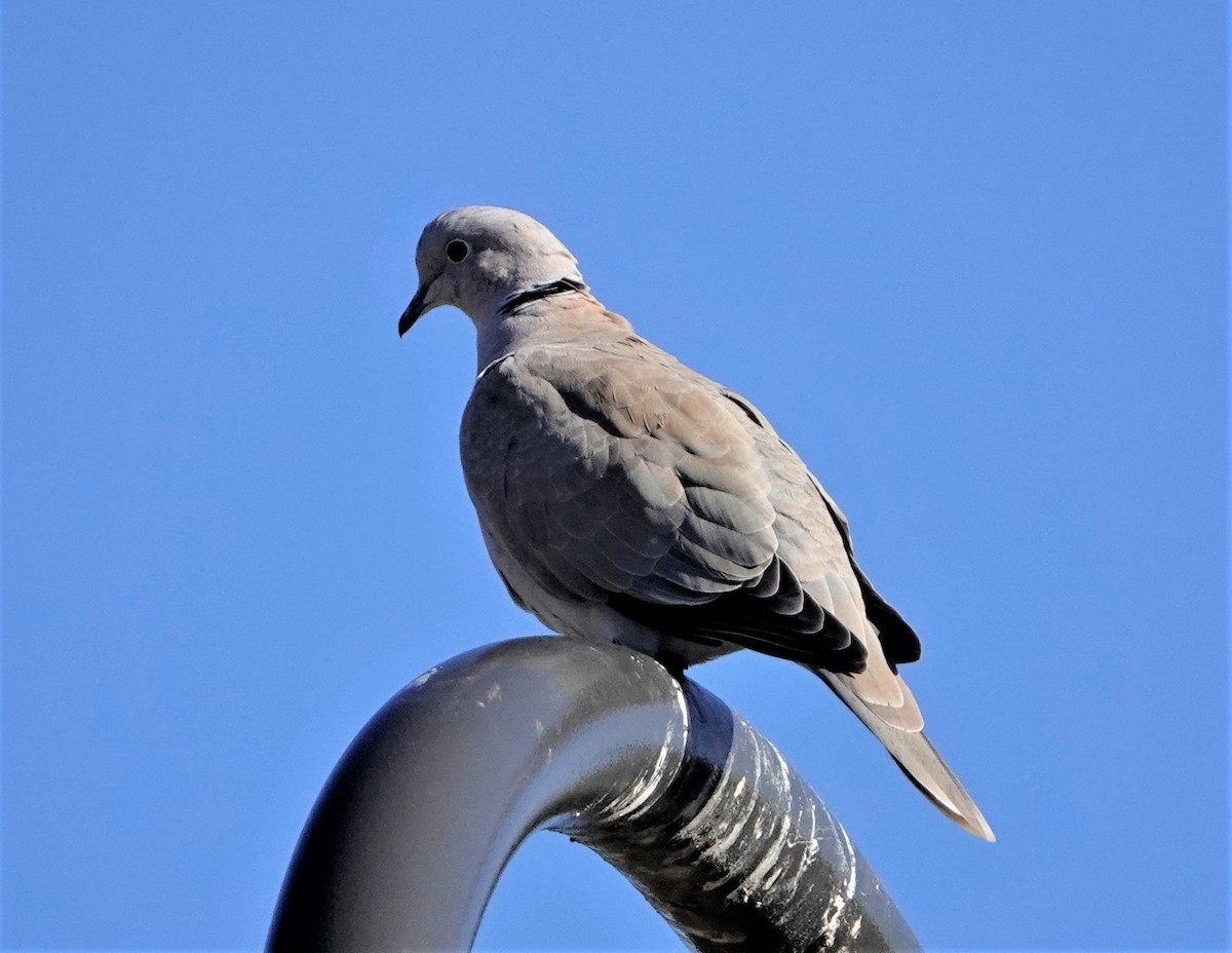 Eurasian Collared-Dove - ML375247041