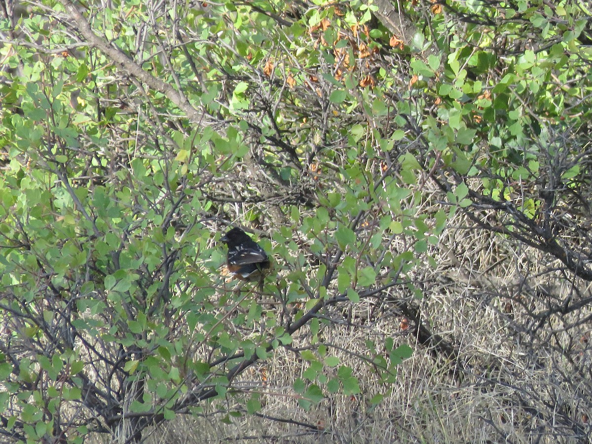 Spotted Towhee - ML375255681