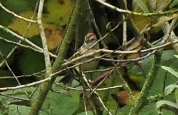 American Tree Sparrow - Gord Gadsden