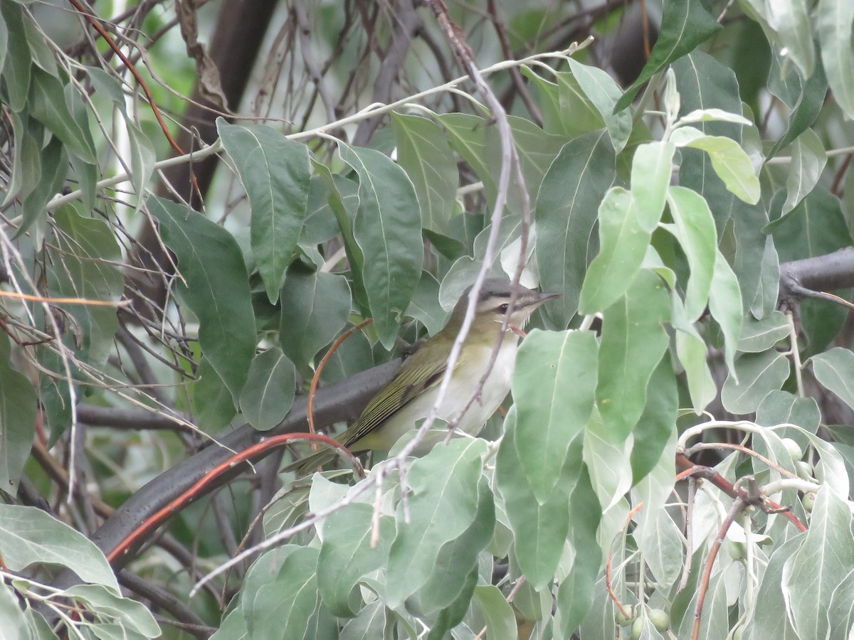 Red-eyed Vireo - Curtis Mahon