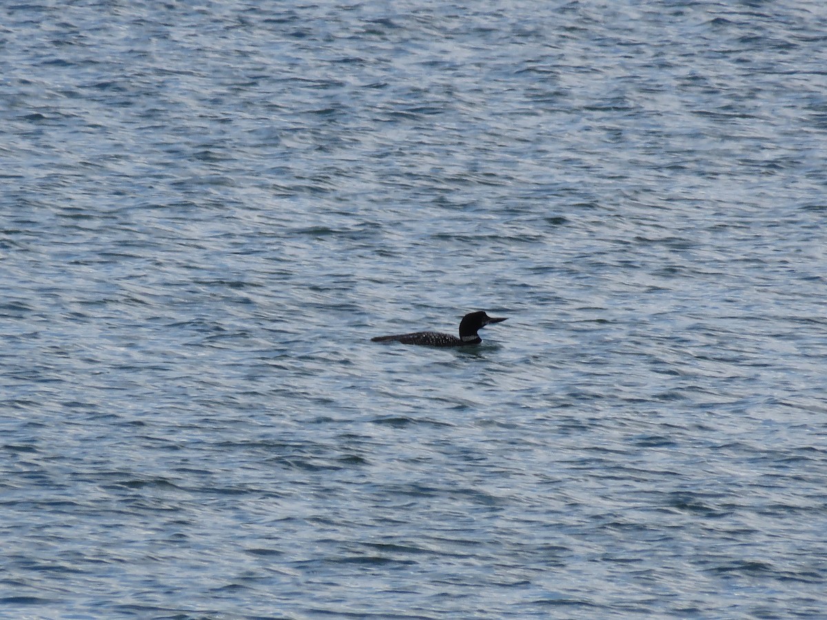 Common Loon - Curtis Mahon