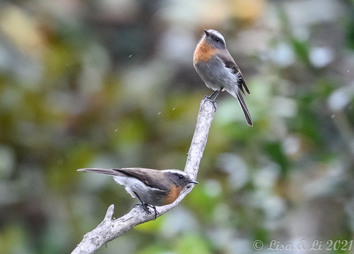 Rufous-breasted Chat-Tyrant - ML375267821