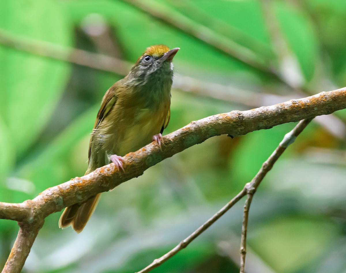 Tawny-crowned Greenlet - Anonymous