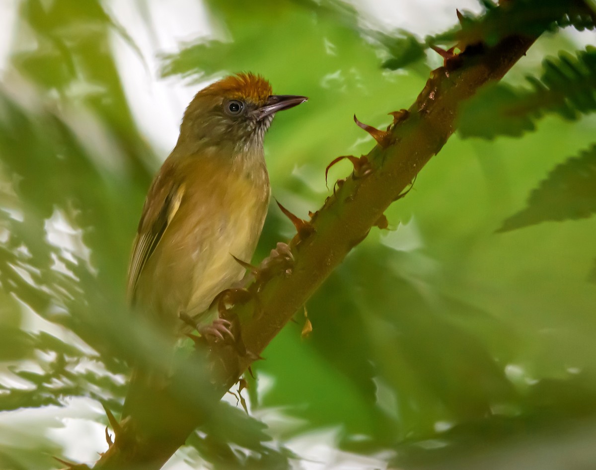 Tawny-crowned Greenlet - ML375269061