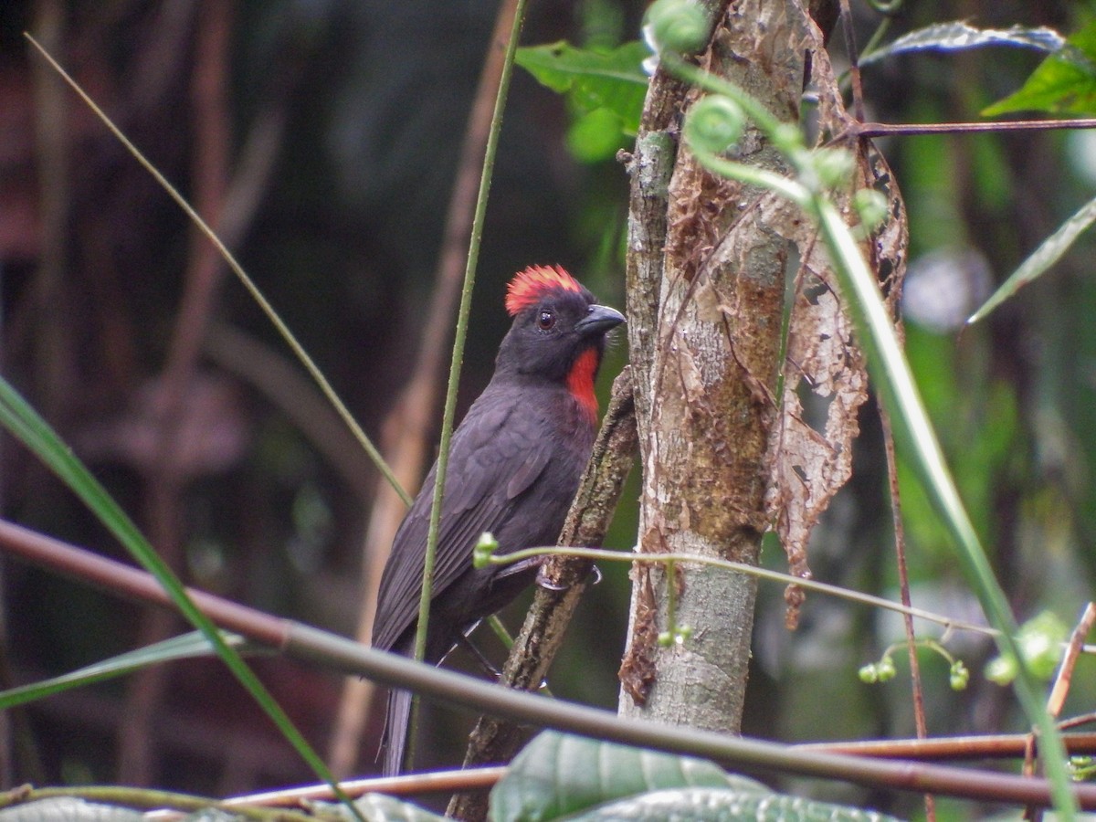 Sooty Ant-Tanager - ML375272411