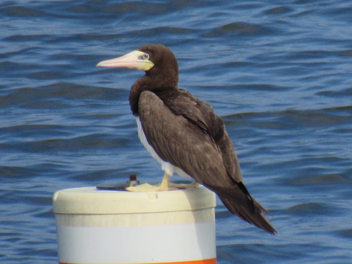 Brown Booby - Ed Blitch