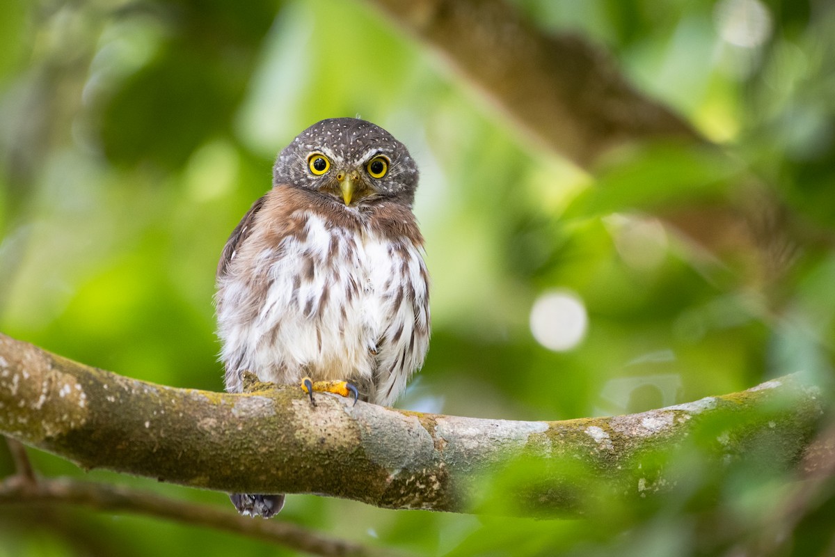 Central American Pygmy-Owl - Moises Rodriguez