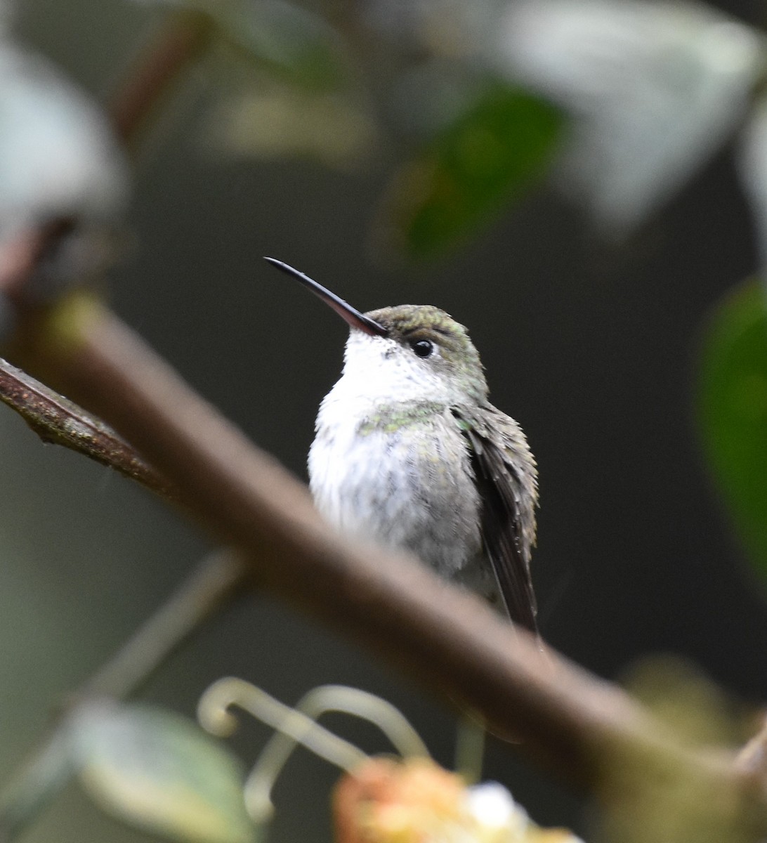 White-bellied Hummingbird - Ken Molczan