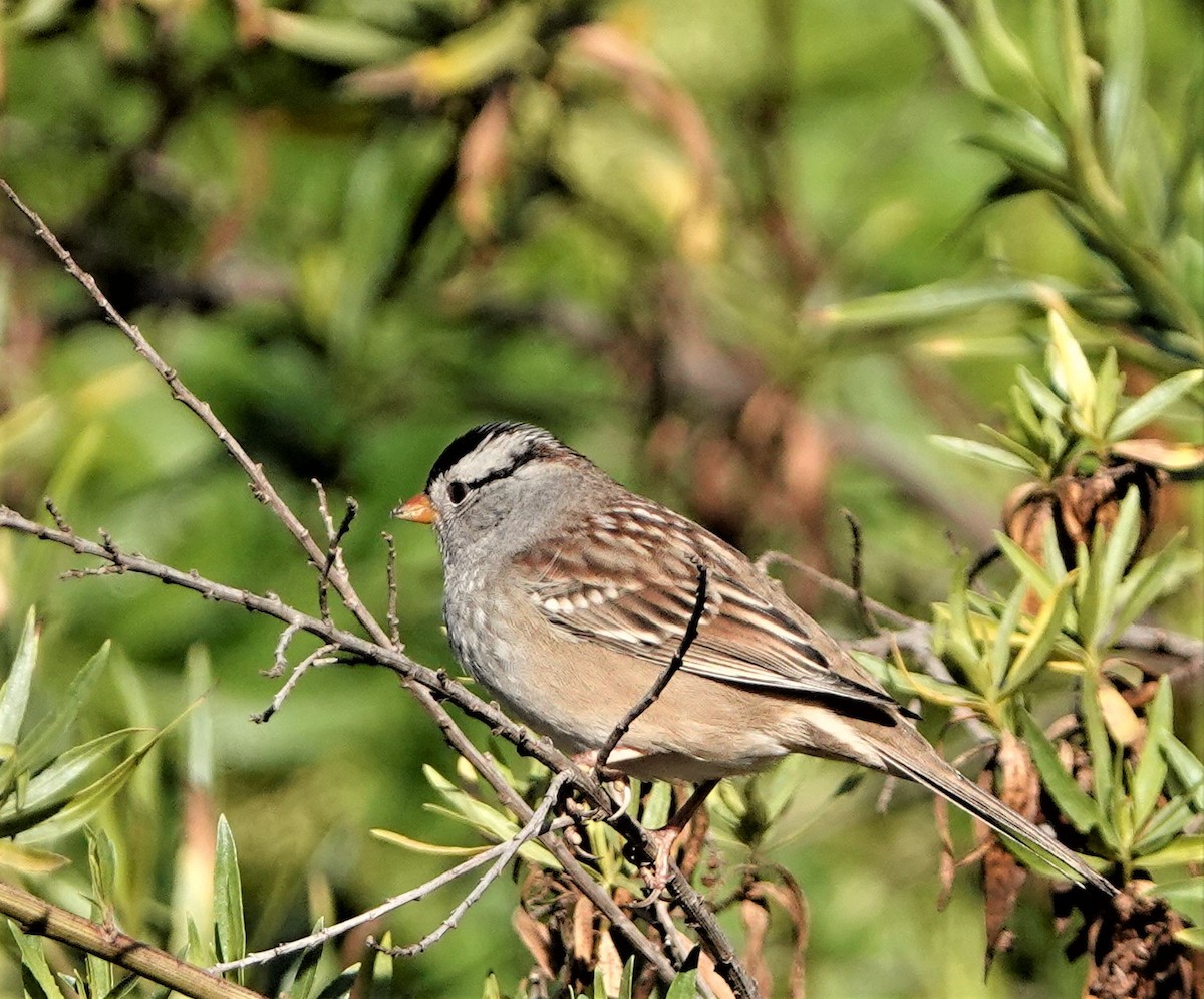 White-crowned Sparrow - ML375286271