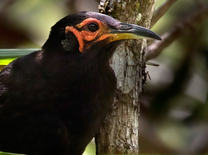 Crow Honeyeater - Lars Petersson