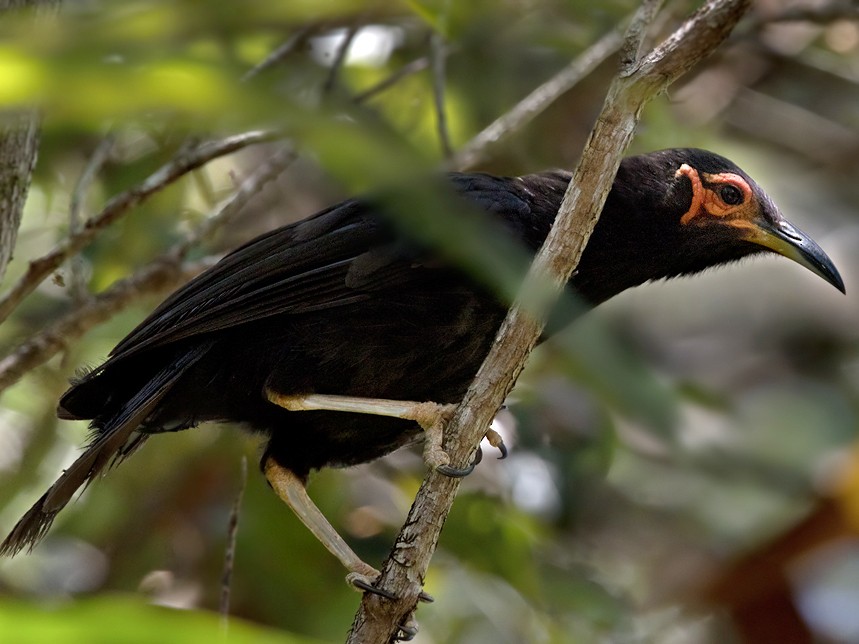Crow Honeyeater - Lars Petersson