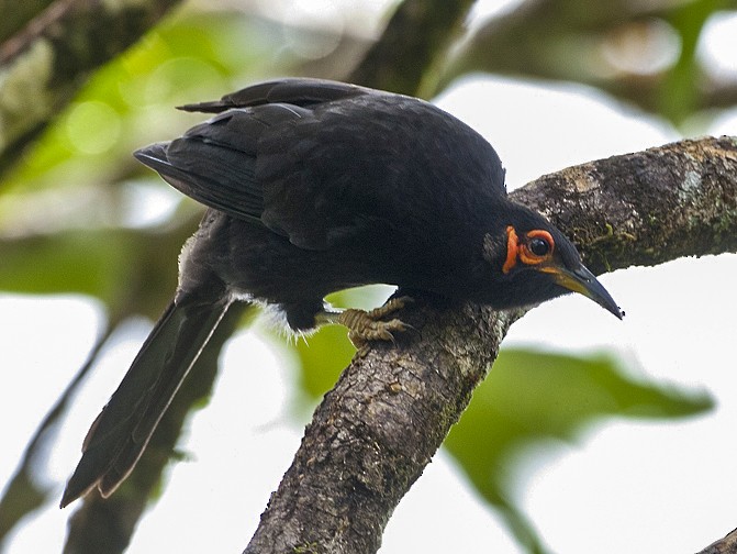 Crow Honeyeater - Tony Palliser
