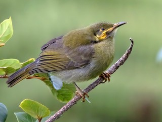 Immature - ML375292421