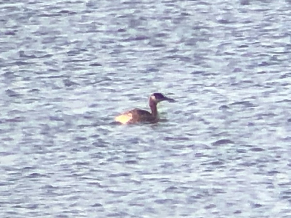 Red-necked Grebe - ML375301331