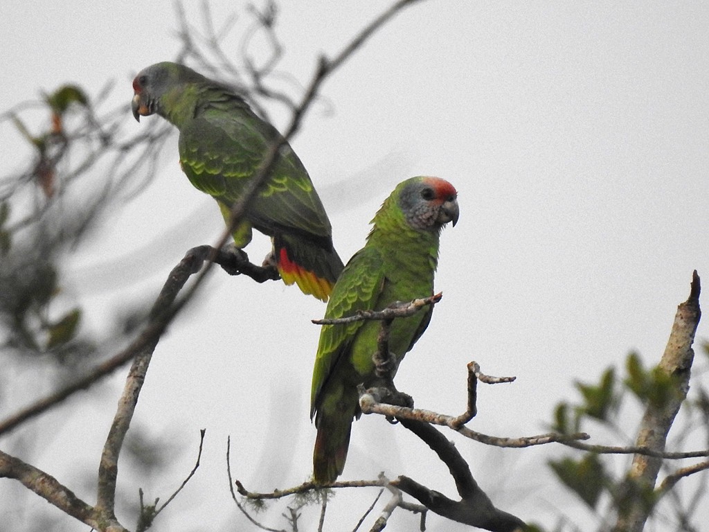 Red-tailed Parrot - ML375306791