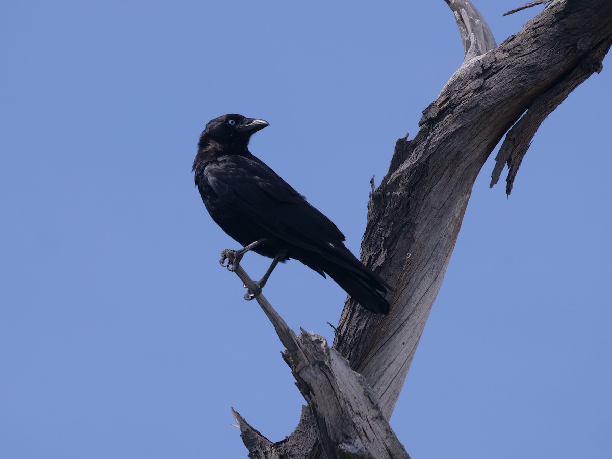 Torresian Crow - Frank Coman