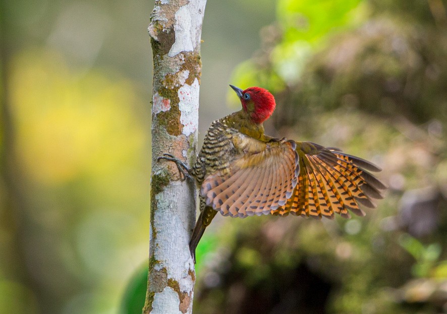 Rufous-winged Woodpecker - ML375312291