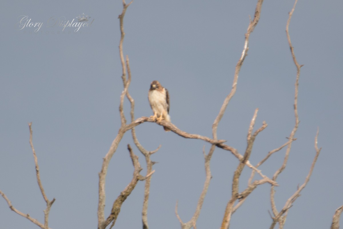 Red-tailed Hawk - ML375321801