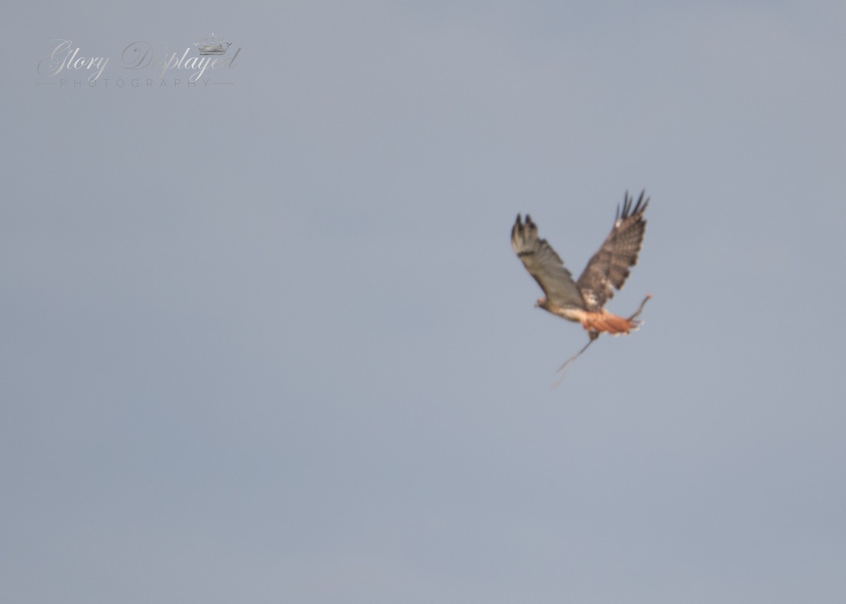Red-tailed Hawk - ML375321811