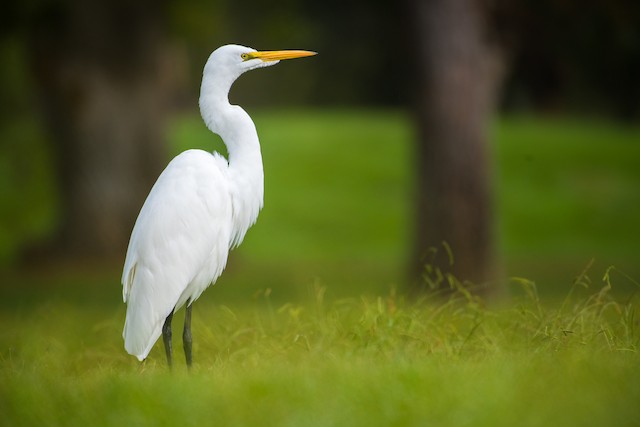 Great Egret